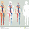 heart-circulatory-system-12065050.jpg
